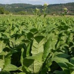 Табачная плантация во Франции
