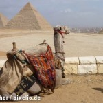 Верблюд у пирамид Гизы
