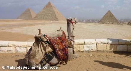 Верблюд у пирамид Гизы