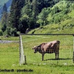 Альпийская корова на футбольном поле