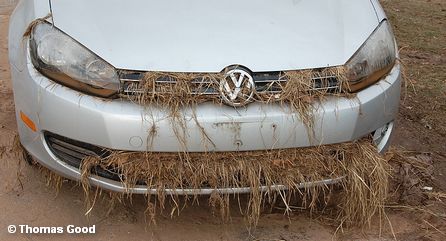 Автомобиль Volkswagen, поврежденный ураганом «Сэнди»