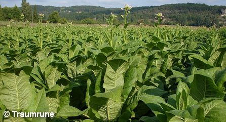 Табачная плантация во Франции